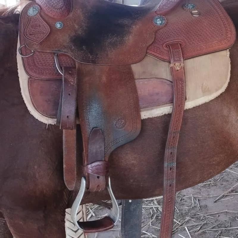 Imagem da campanha Sela