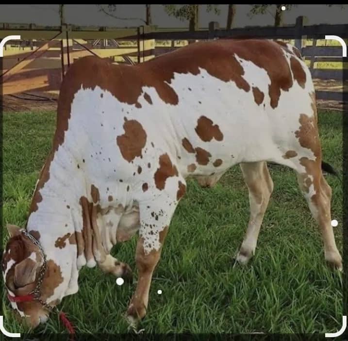 Imagem da campanha Rifa beneficente cirurgia