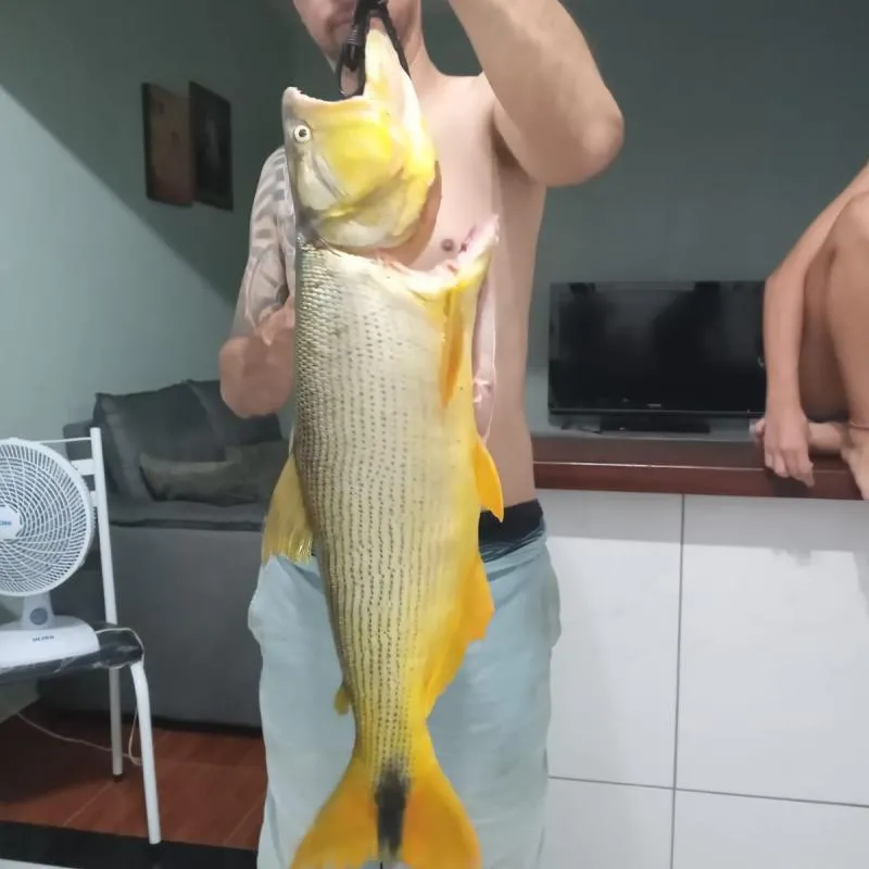 Imagem da campanha Esse lindo peixe.pode ser seu