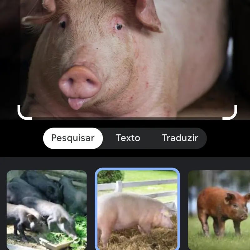 Imagem da campanha Rifa de um leitão