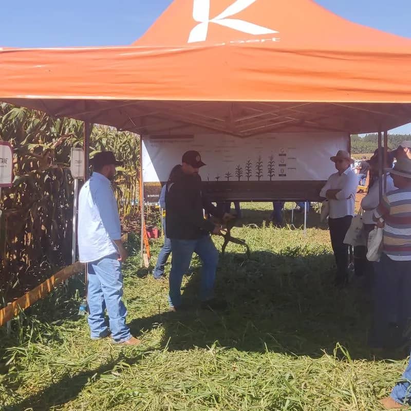 Imagem da campanha Bingo