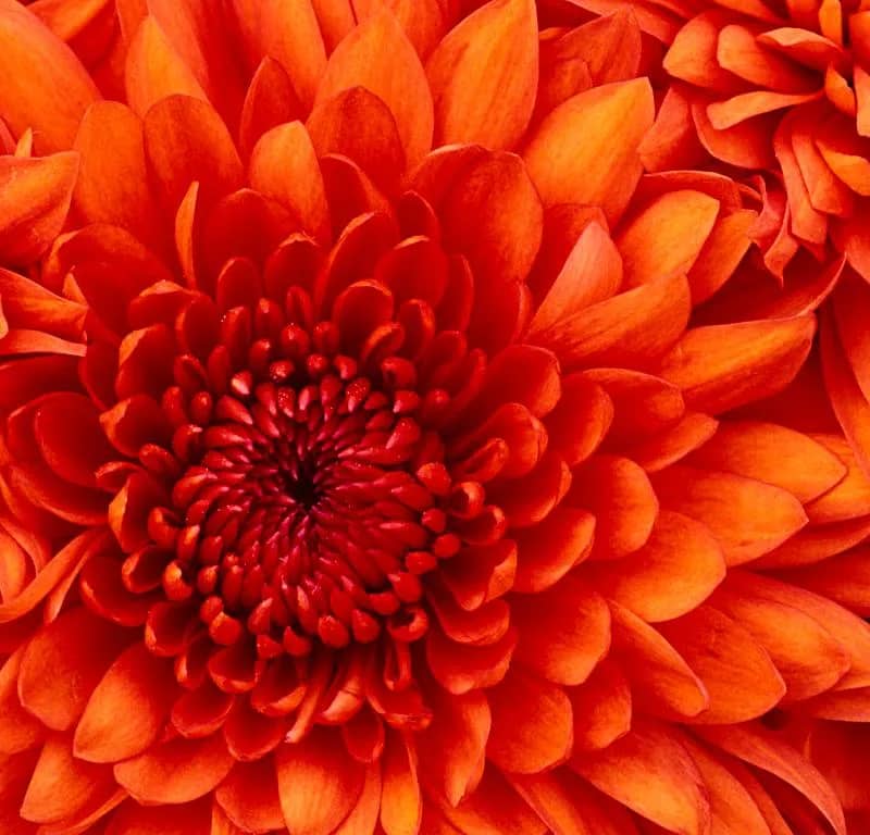 Imagem da campanha MUNDO VERMELHO