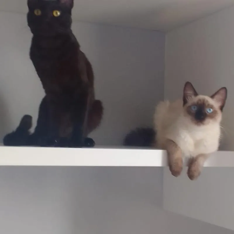 Imagem da campanha Cirugia da gata Urgente!