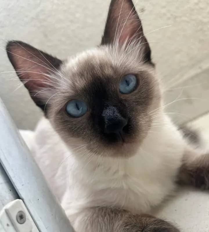 Imagem da campanha Cirurgia urgente para Gata Angel