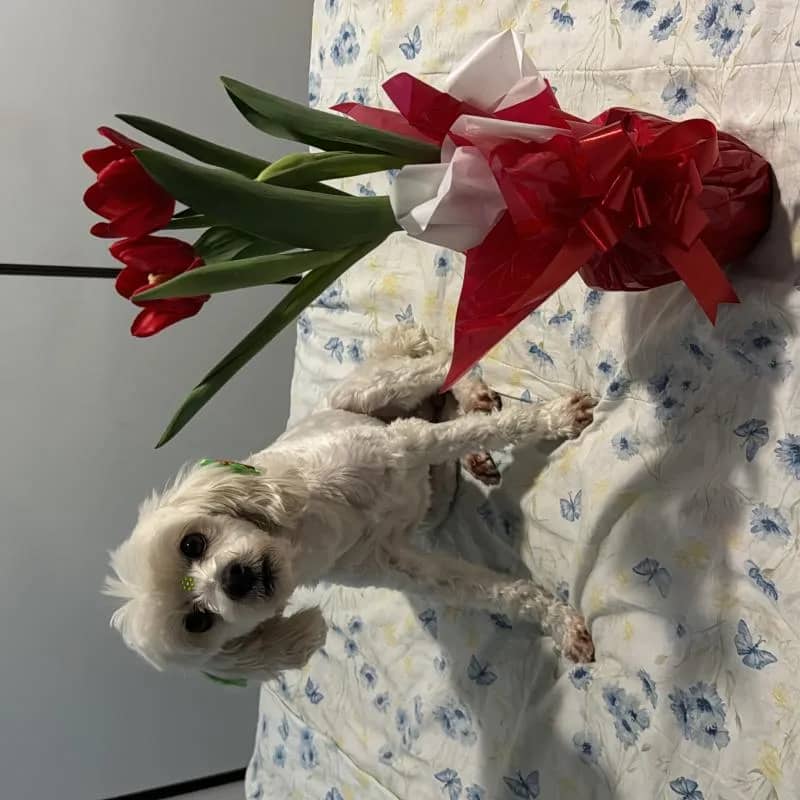 Imagem da campanha Dia das mães