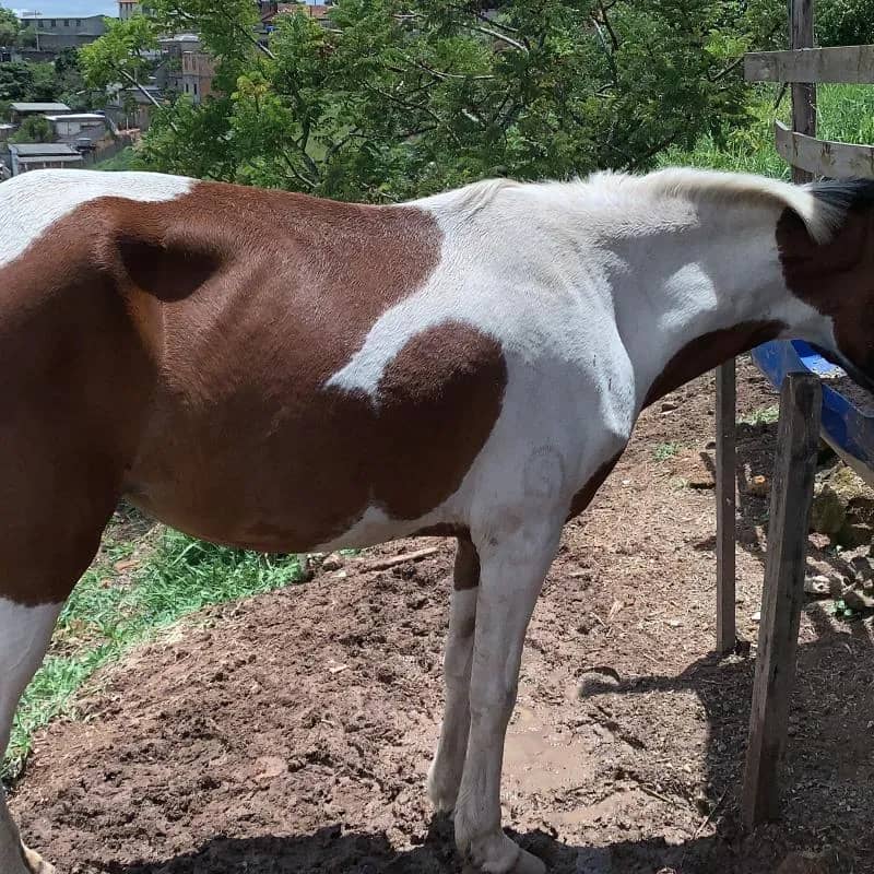 Imagem da campanha Égua pampa ou 3 mil no pix