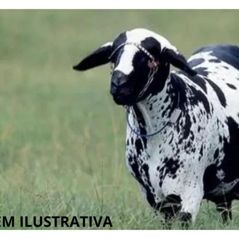 Imagem da campanha RIFA DE UM CARNEIRO