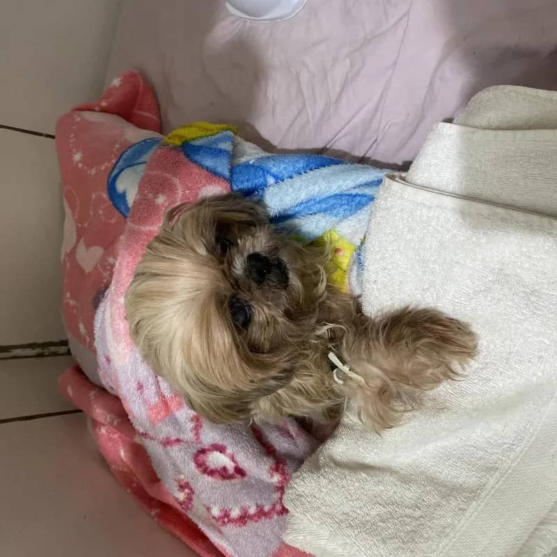 Imagem da campanha Ajude a Katy