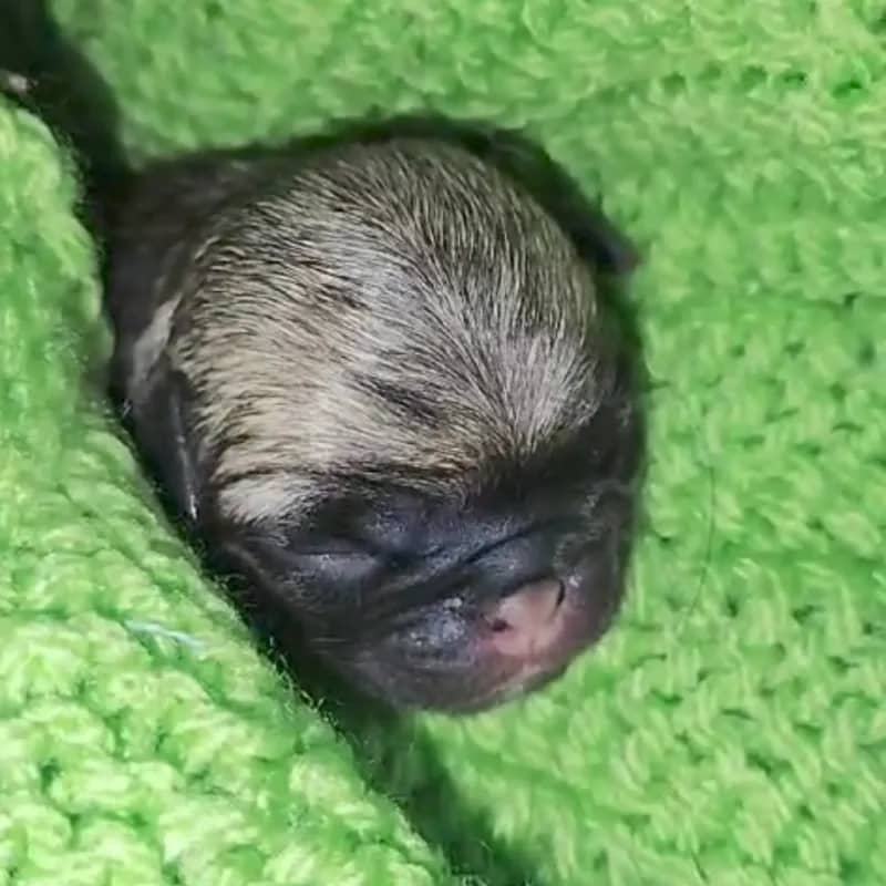 Imagem da campanha Rifa filhote de cão da raça pug (puro)