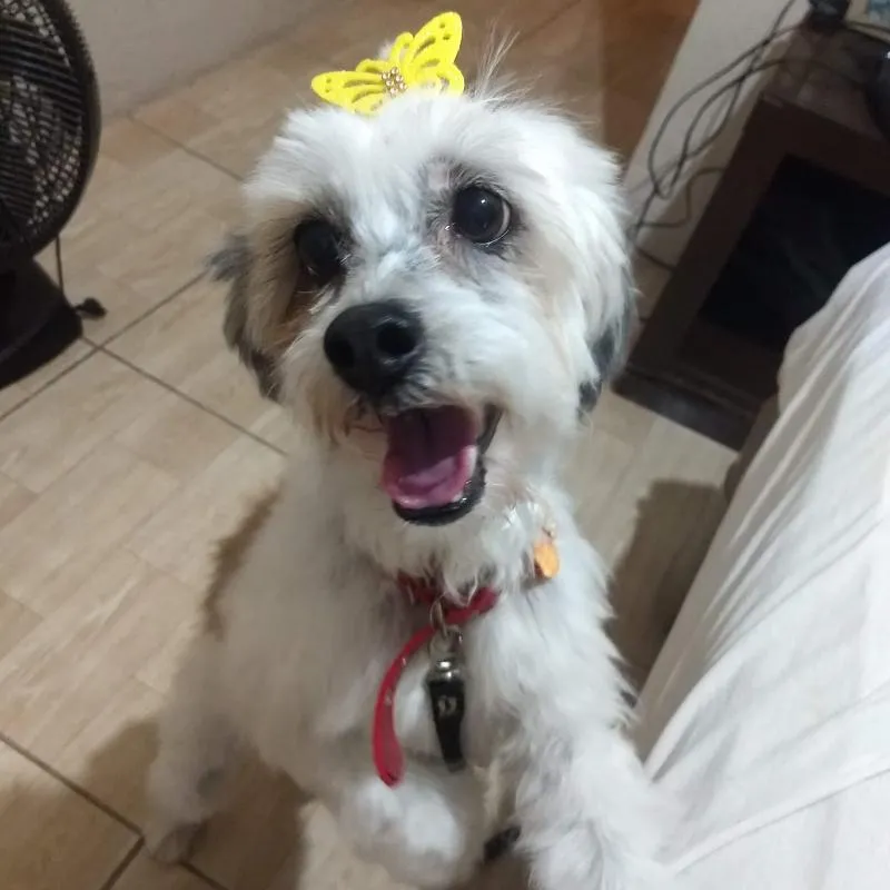 Imagem da campanha Vakinha em prol da Penélope