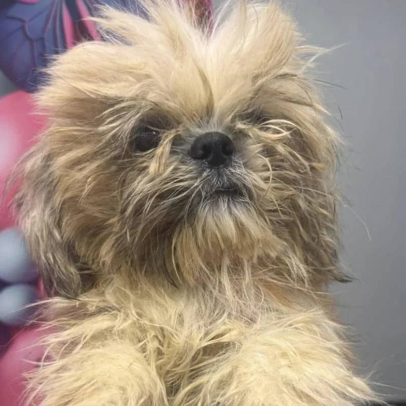 Imagem da campanha Pethelprecife