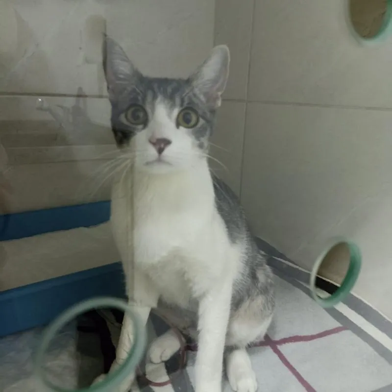 Imagem da campanha Rifa Solidária em prol da cirurgia do Simba