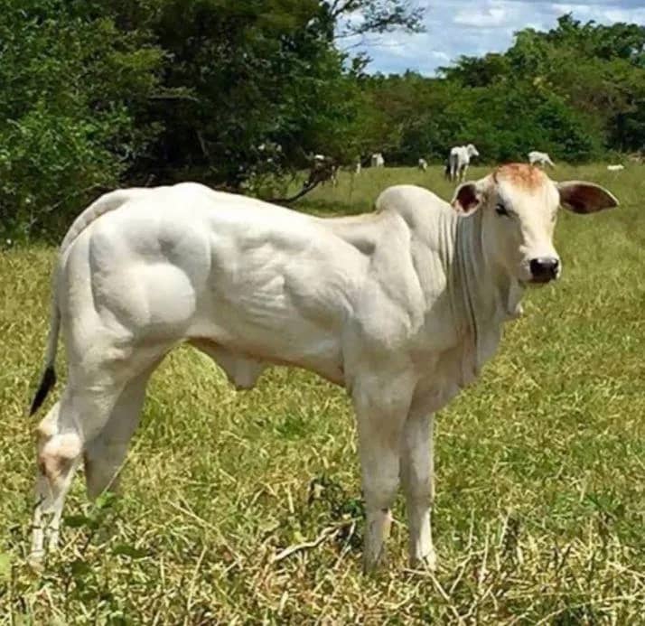 Imagem da campanha Rifa solidária bezerro ou 1000 reais