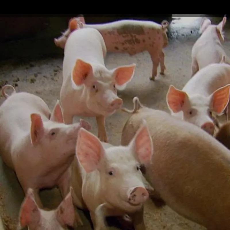 Imagem da campanha 🍻rifa de arrecadação de fundos para a confraternização de final de ano🍻