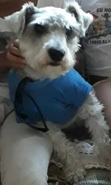 Imagem da campanha Campanha Para Tratamento do Bê 🐶