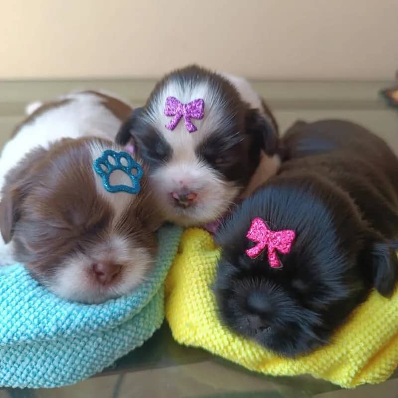 Imagem da campanha Filhotes de Shih-Tzu (Dia dos namorados)