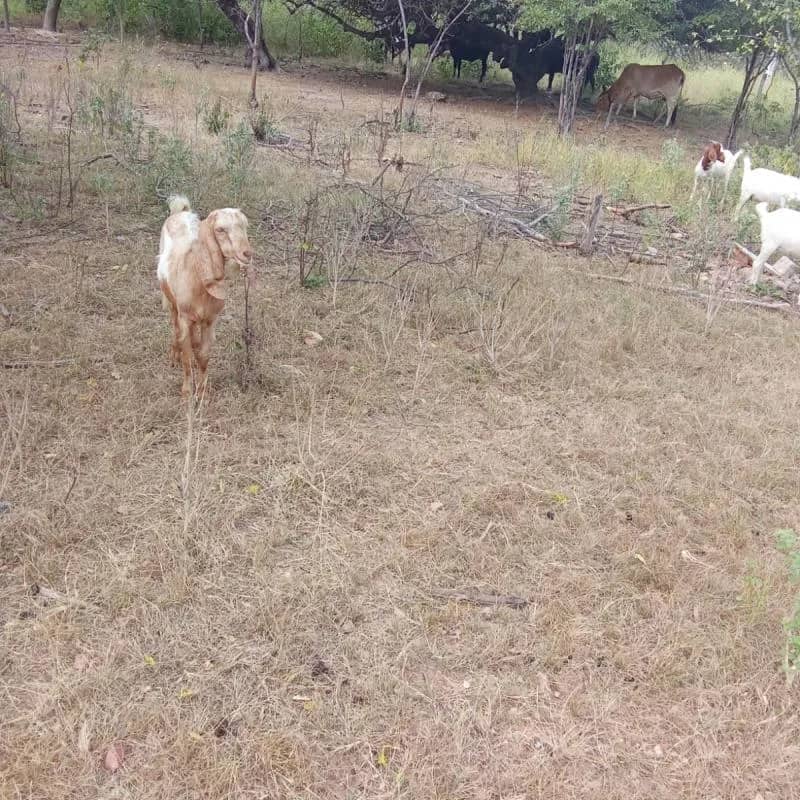 Imagem da campanha Rifa em prol da saúde de Avelar