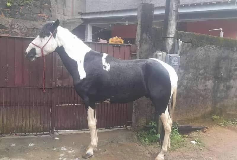 Imagem da campanha Homozigoto Pamba