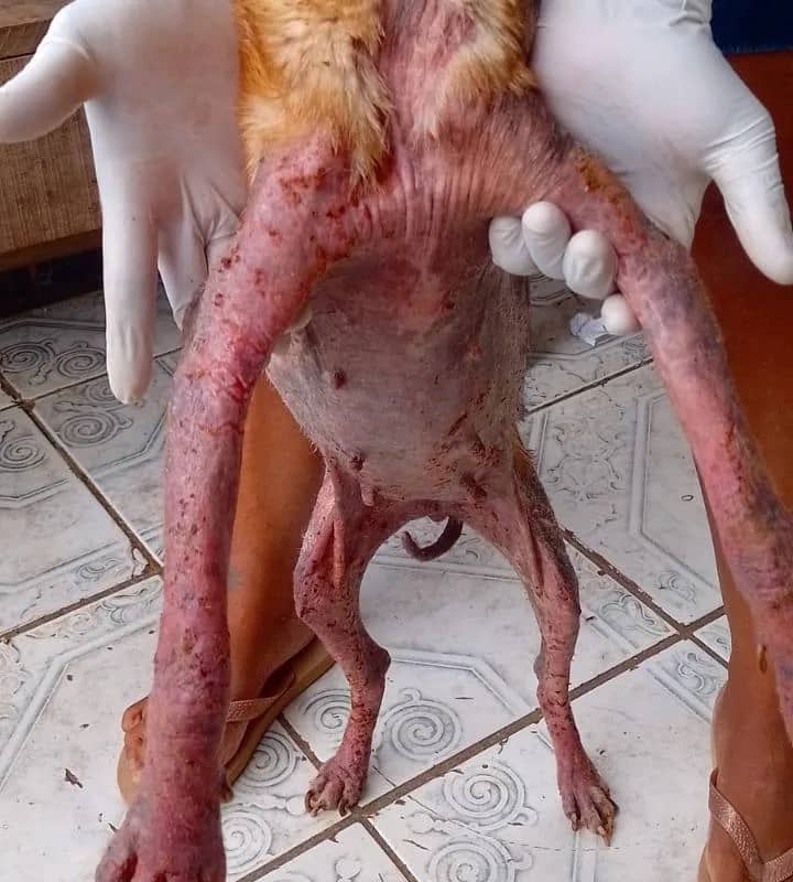 Imagem da campanha RIFA BENEFICIENTE PROL CACHORRO COM SARNA