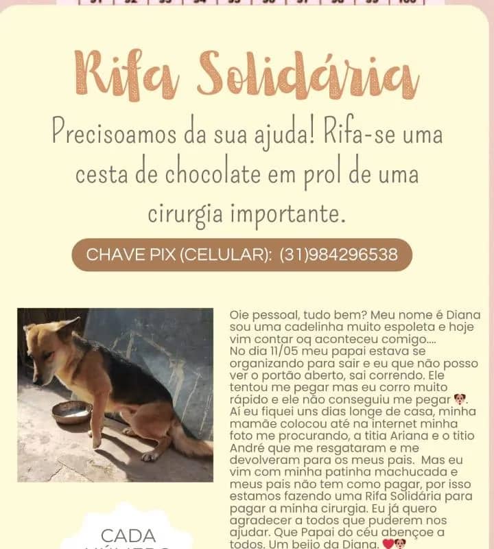 Imagem da campanha Cirurgia ortopédica cachorrinha Diana