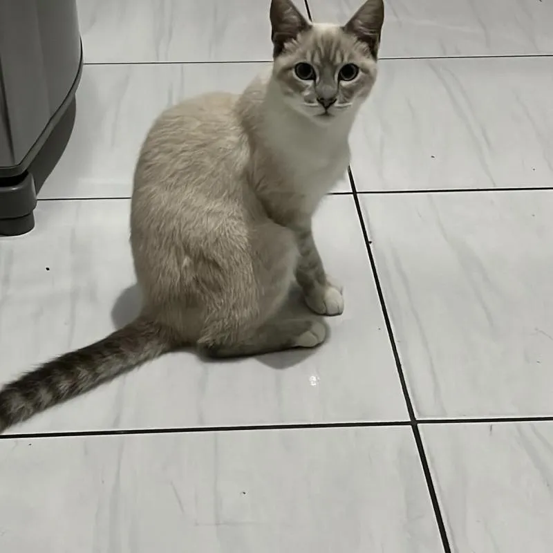 Imagem da campanha Salve o Billy