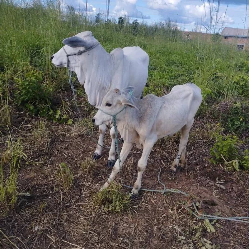 Imagem da campanha Bezerro (a) nelore ou Pix.