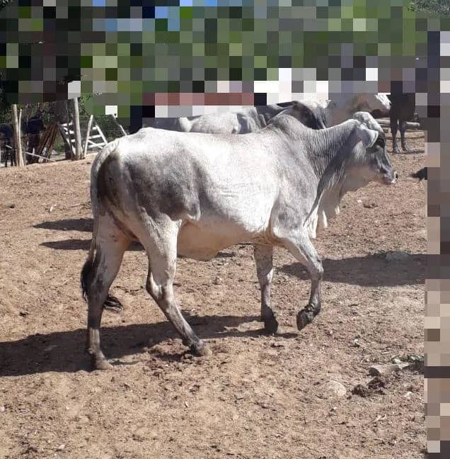 Imagem da campanha Novilha Nelore Prenha