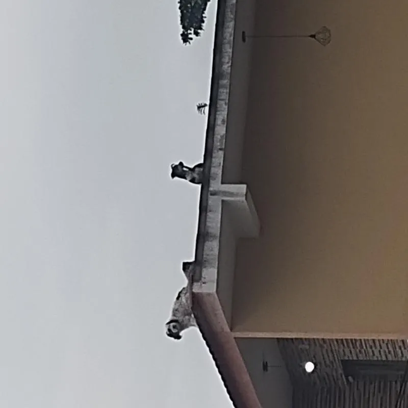 Imagem da campanha Rifa dos cria