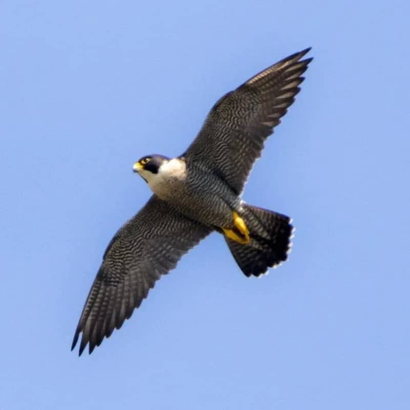 Imagem da campanha R$100 no PIX