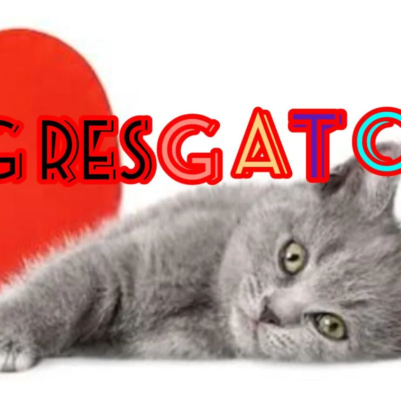 Imagem da campanha Ajuda para  gatos resgatados pela ong