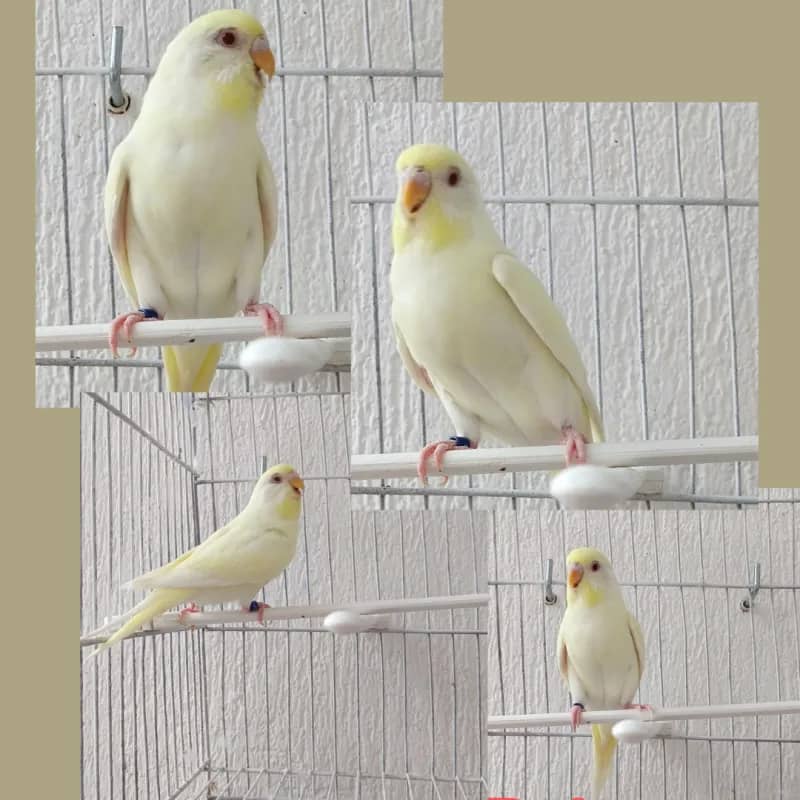 Imagem da campanha Periquito Australiano