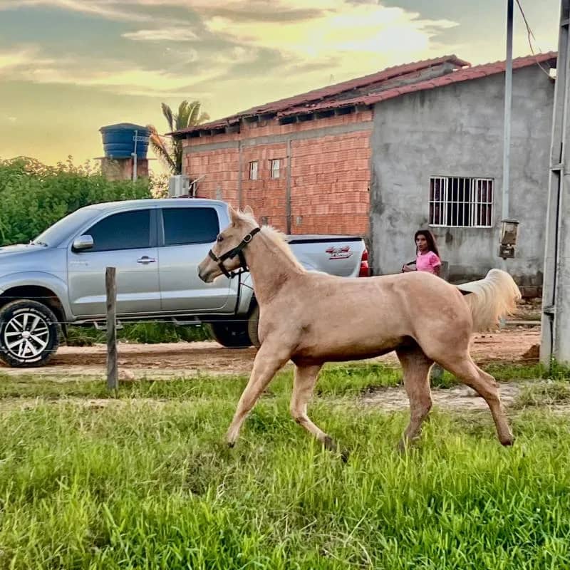 Imagem da campanha Rifa desse potro top filho do Storn Jeck