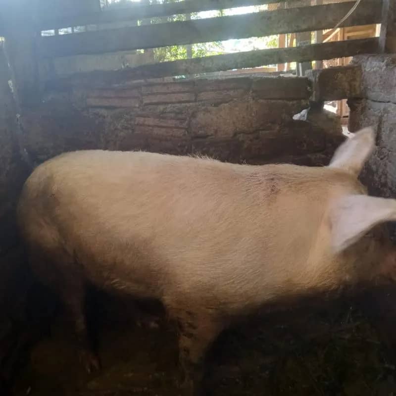 Imagem da campanha O porco vai pra banha!