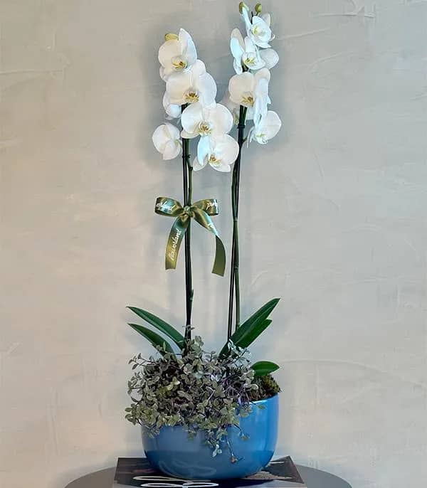 Imagem da campanha Campanha Caramela