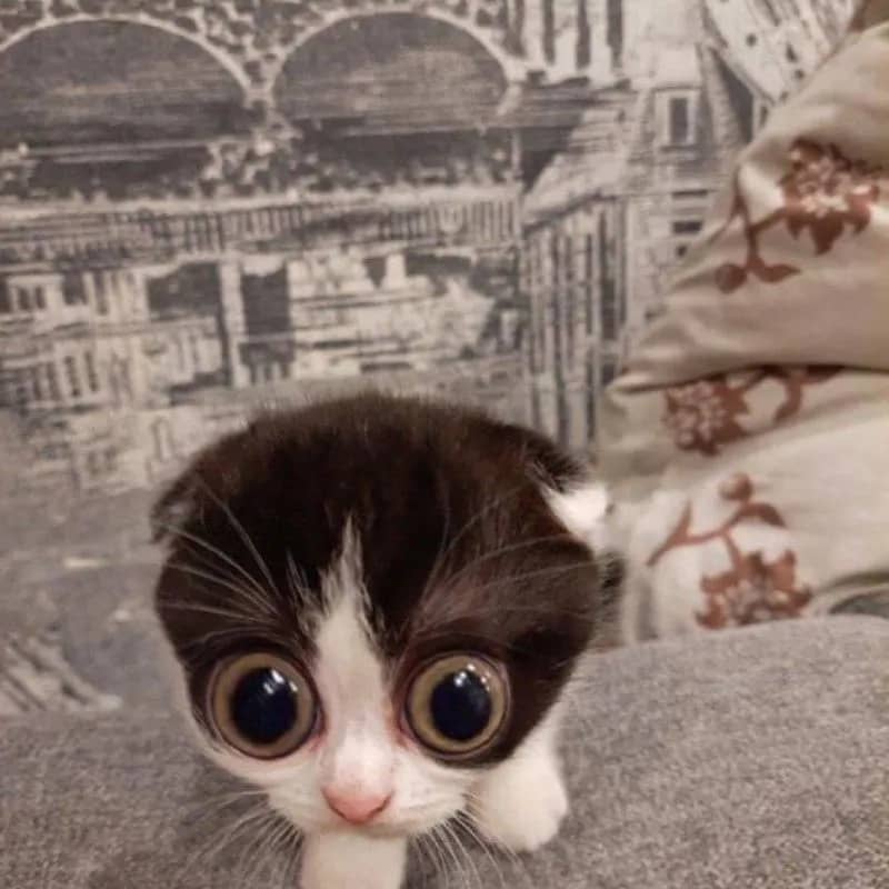 Imagem da campanha Contribuição para acampamento dos Jovens