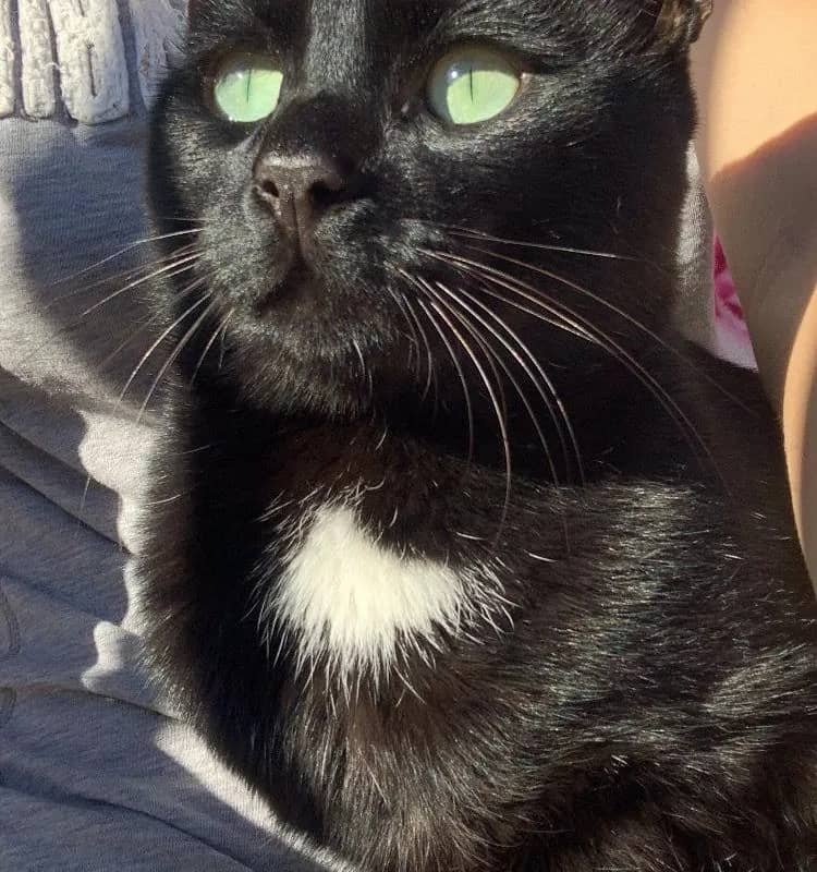 Imagem da campanha Negão