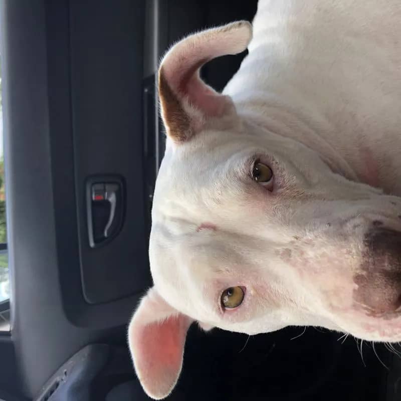 Imagem da campanha RIFA EM PRÓ DA PITBULL