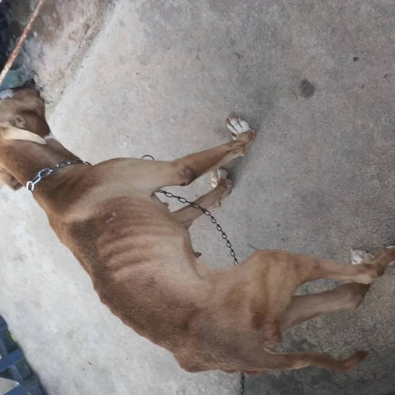 Imagem da campanha Rifa solidário por briza