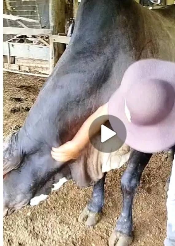 Imagem da campanha Rifa dos amigos