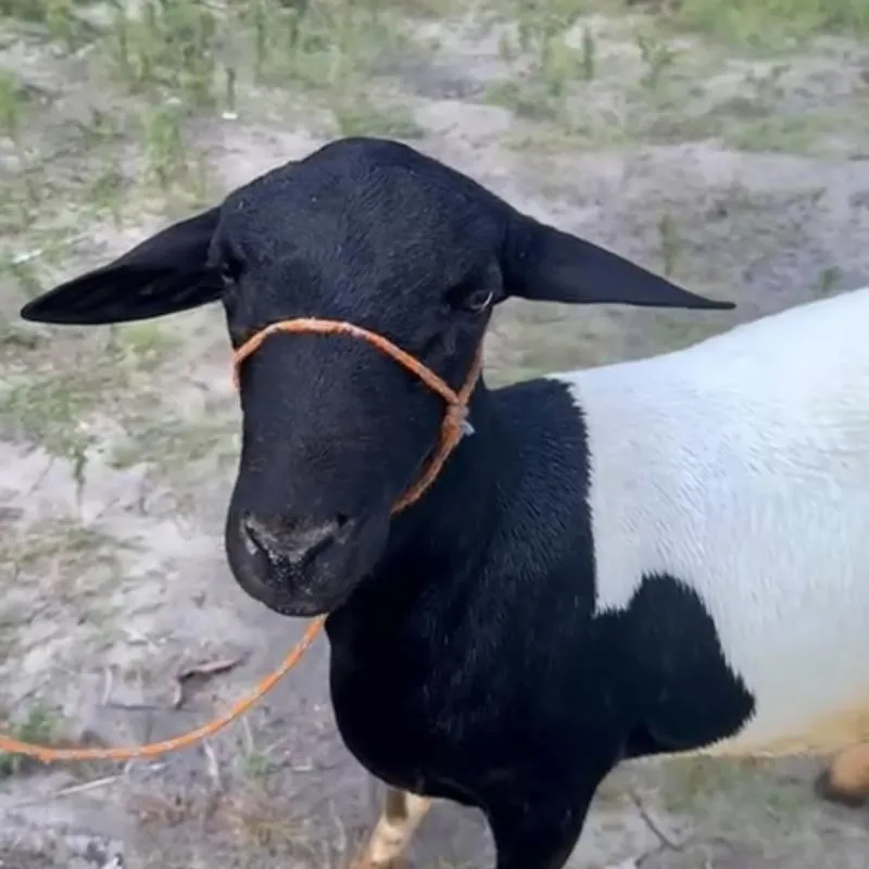 Imagem da campanha Carneiro Dorper