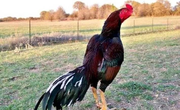 Imagem da campanha mudança de vida