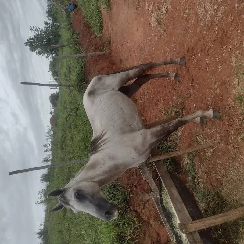 Imagem da campanha Cavalo tordilho castrado manso