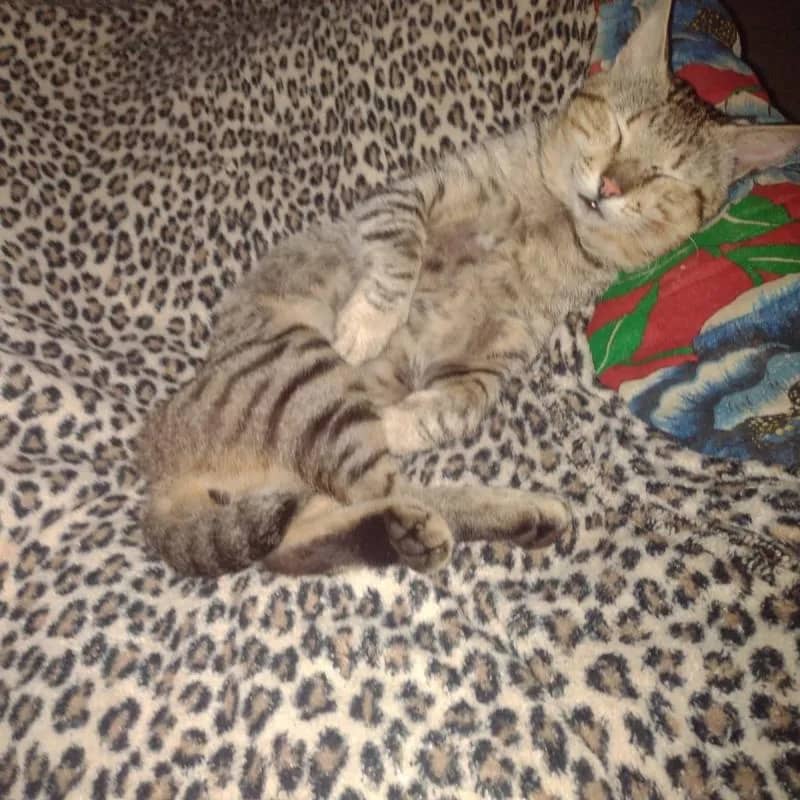 Imagem da campanha En prós cirurgia shurastei