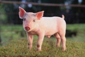 Imagem da campanha Ação entre amigos