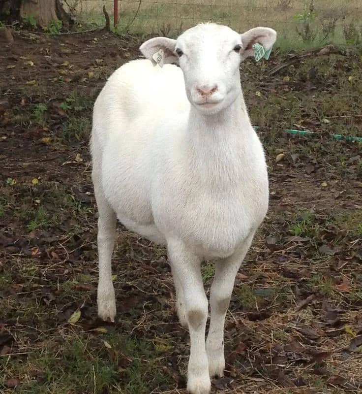 Imagem da campanha Ajude em nossa formatura!!