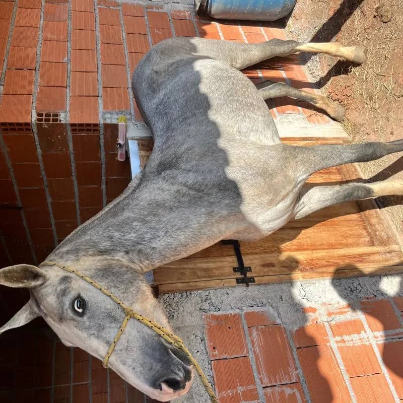 Imagem da campanha Égua ou $8000 no pix