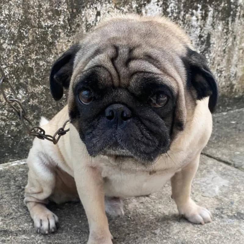 Imagem da campanha Ajude o bebê Zeus