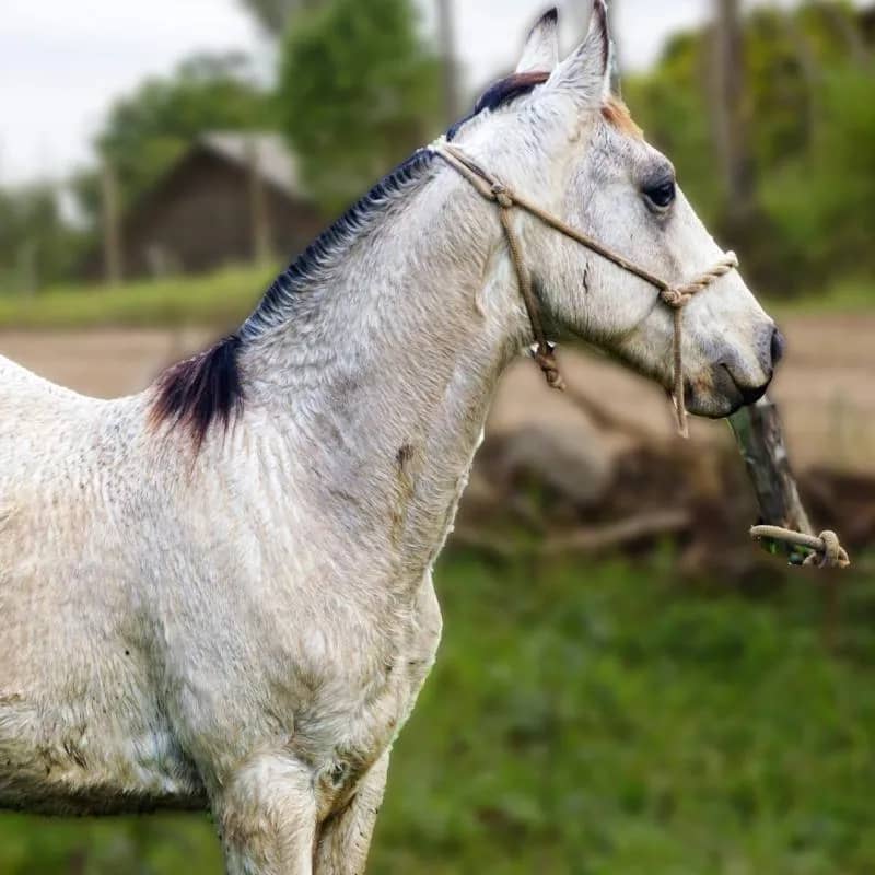 Imagem da campanha Ação Solidária Levanta Gaúcho Vale do Paranhana