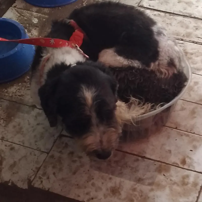 Imagem da campanha Rifa de um iPobre