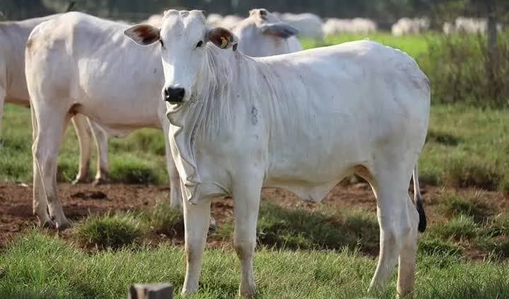 Imagem da campanha Rifa Bebeficente